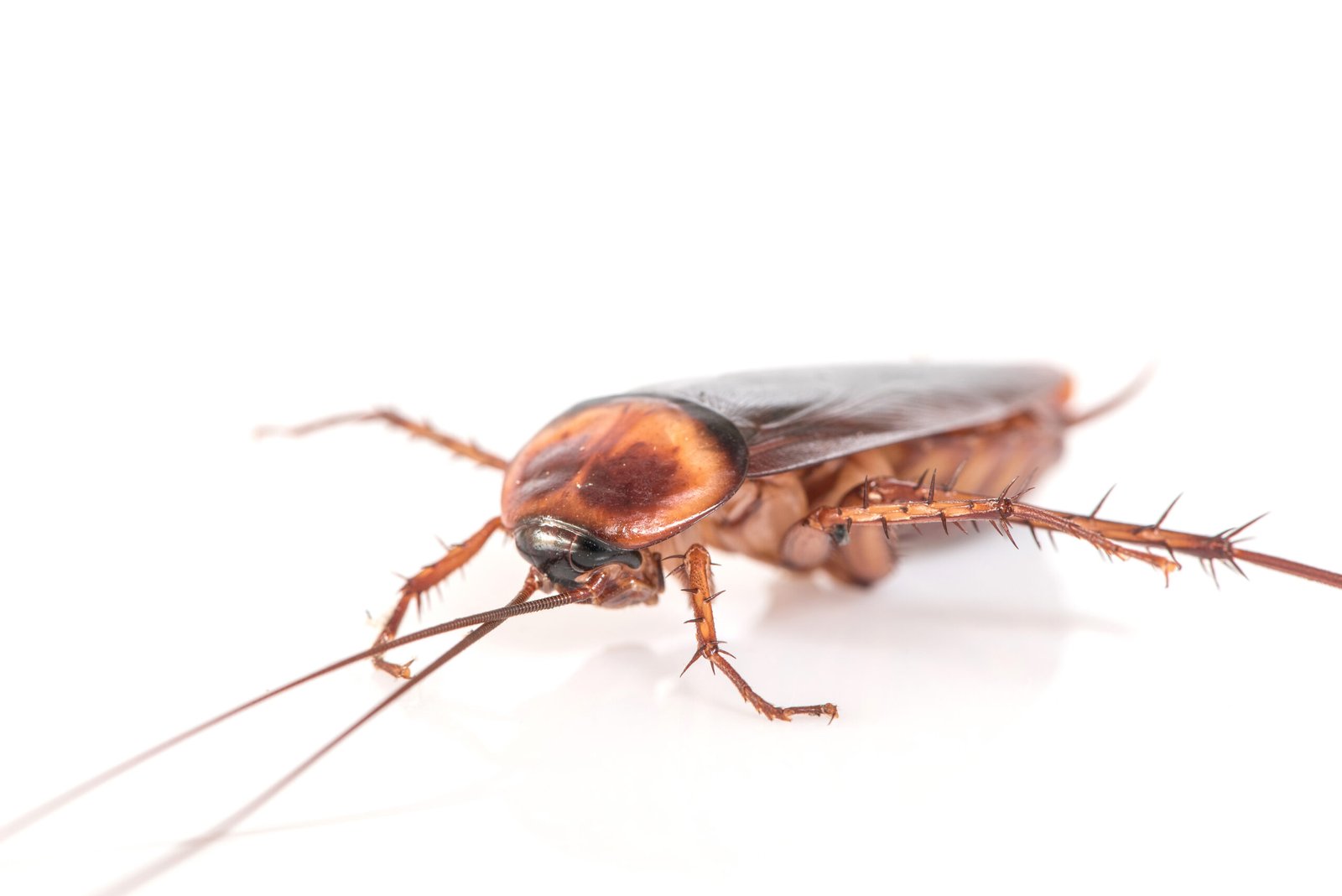 Cockroaches Control Rowville